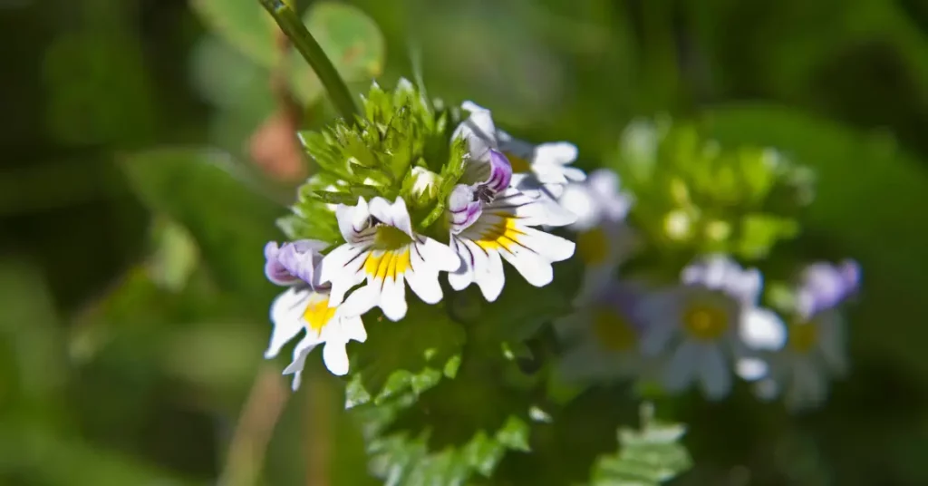 Euphrasia