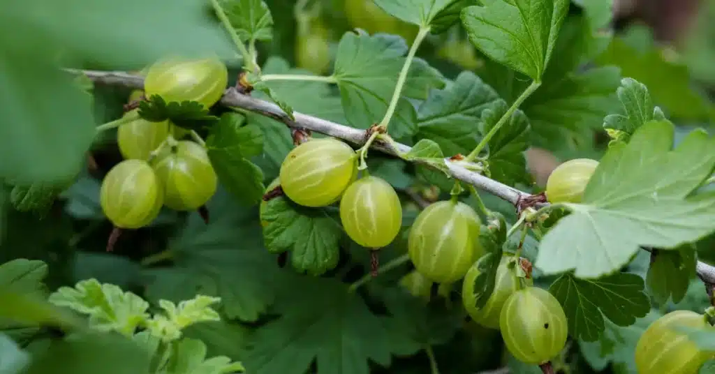 Gooseberries