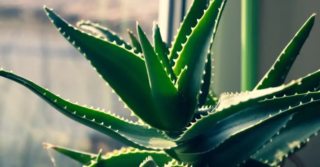 Aloe vera
