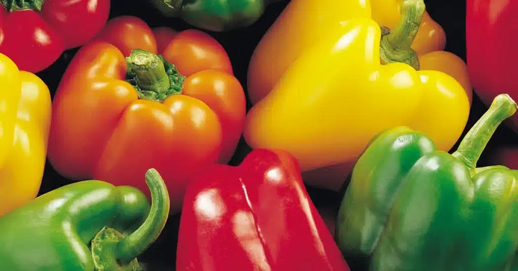 Capsicum - Red Bell Pepper, Orange Bell Pepper and Green Bell Pepper