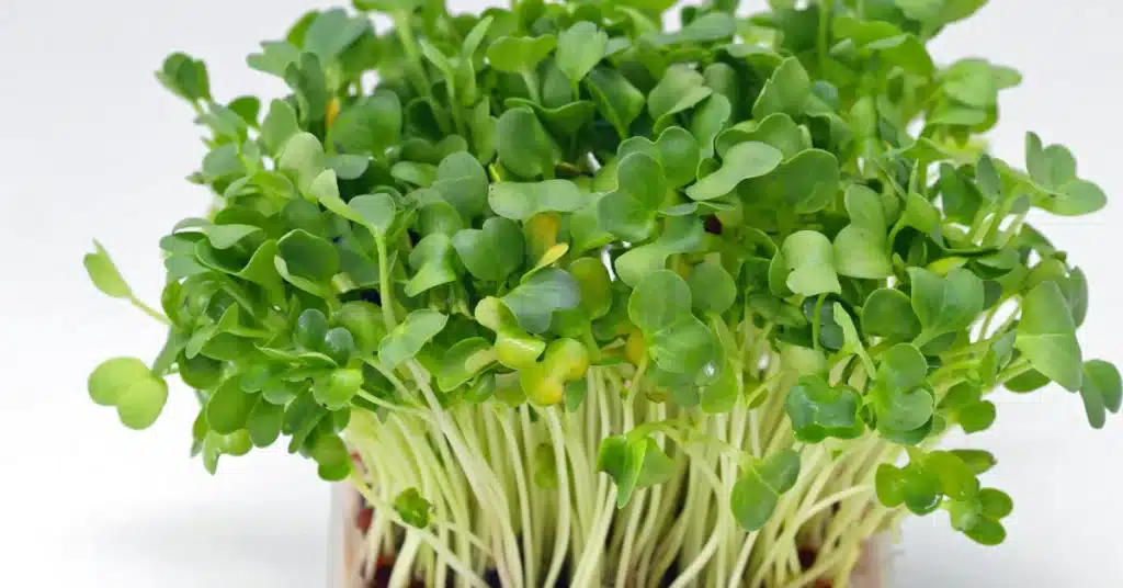 Watercress