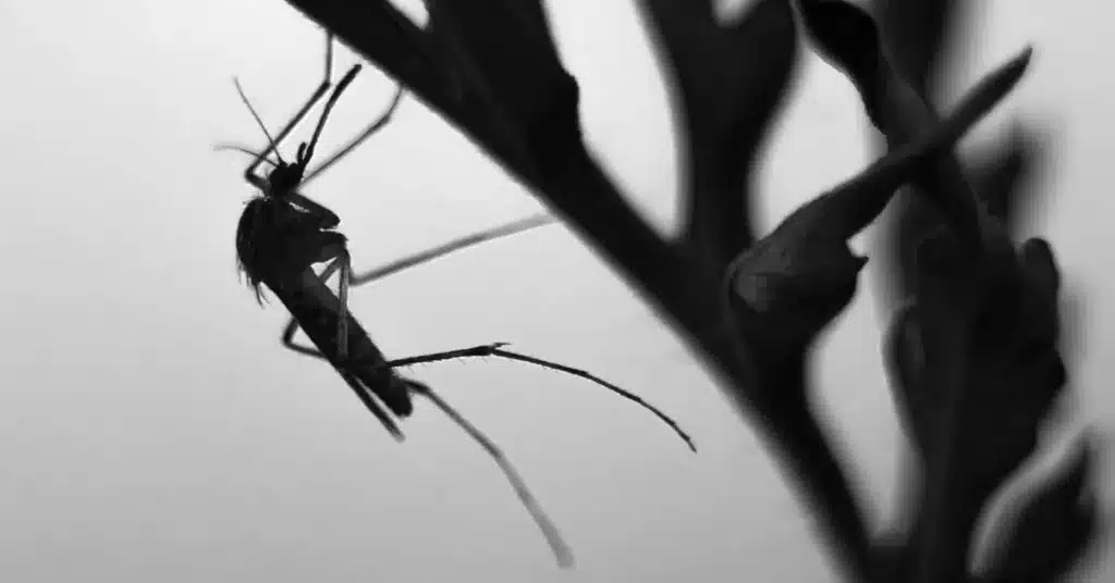 mosquitoes