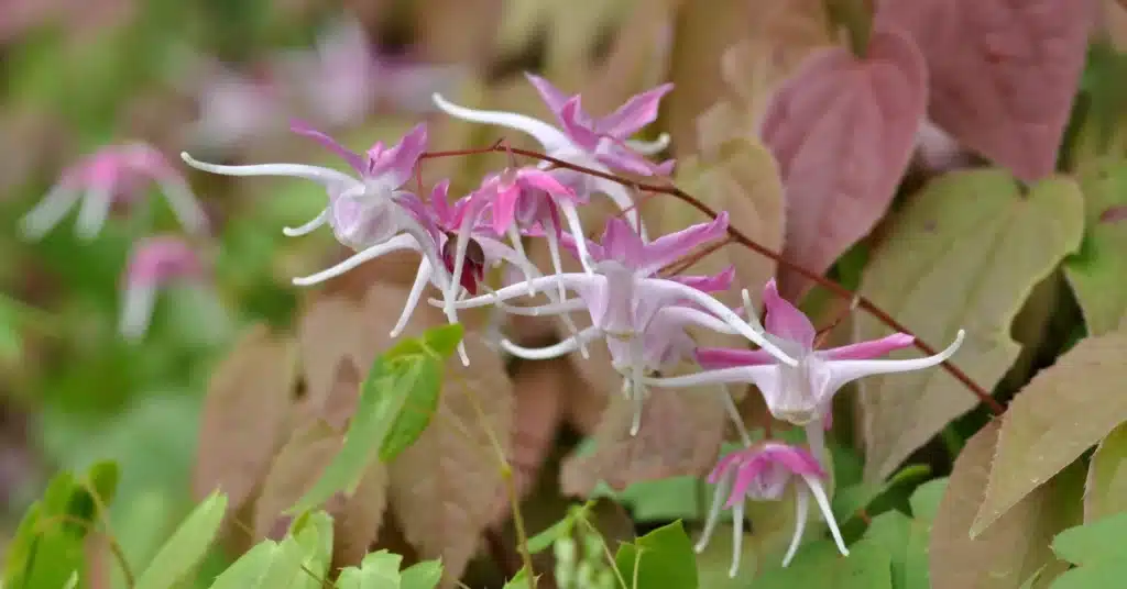 Understanding Horny Goat Weed An Overview