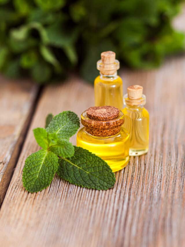 Peppermint oil for hair