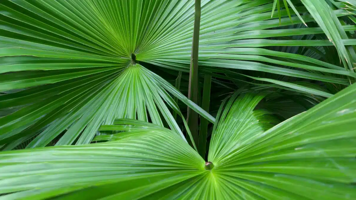 Does Saw Palmetto Increase Estrogen Know the Truth